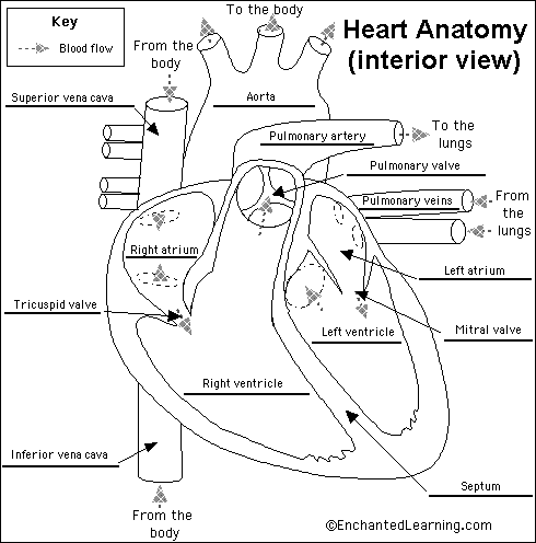 learn the anatomy of heart by number